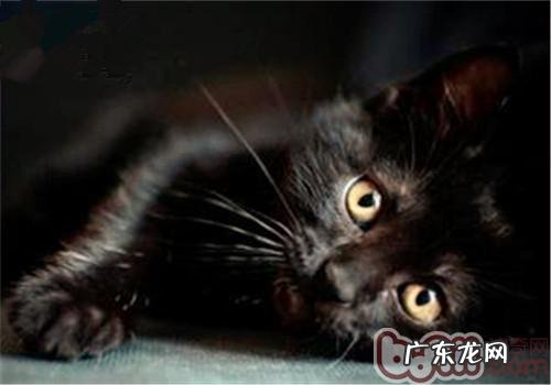 孟买猫特色有哪些