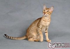 怎么让猫咪知道自己错了