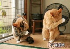 猫咪为什么喜爱润饰自己？