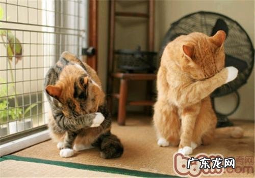 猫咪为什么喜爱润饰自己?