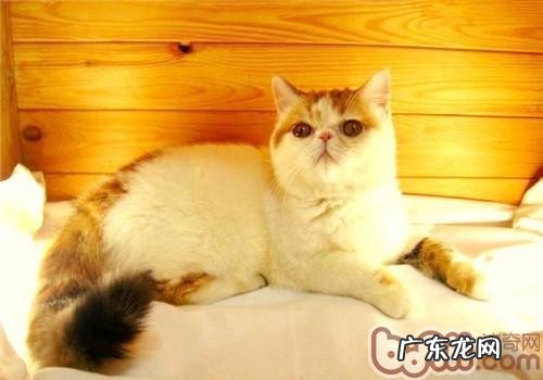 异国短毛猫性情怎么样?