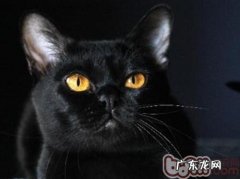 孟买猫购买时的注意事项