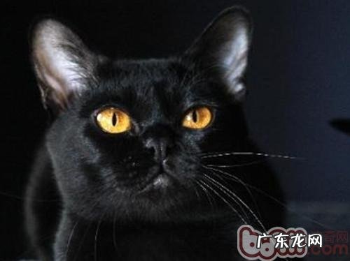 孟买猫购买时的注意事项