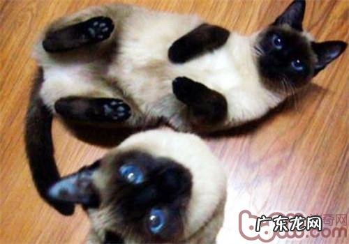 什么种类的短毛猫好养？