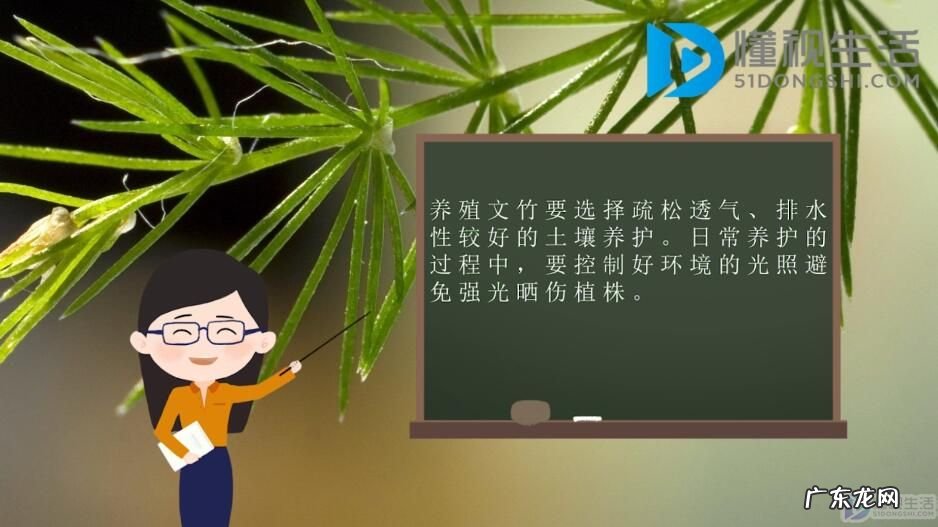 文竹如何养殖方法? 文竹的养殖方法是什么