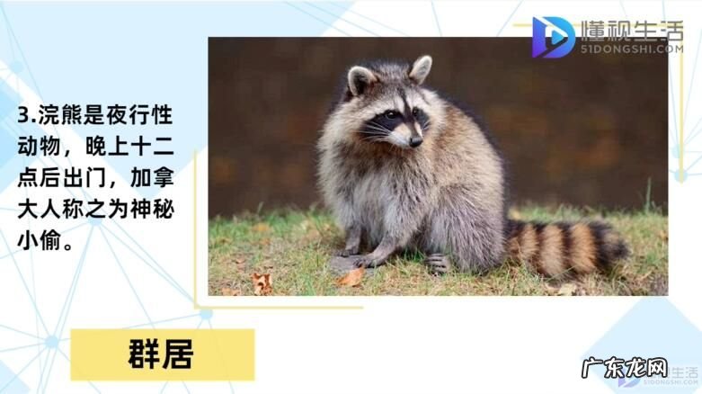 干脆面是小熊猫还是浣熊? 浣熊为什么叫干脆面