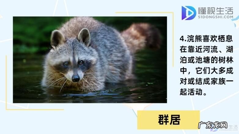 干脆面是小熊猫还是浣熊? 浣熊为什么叫干脆面