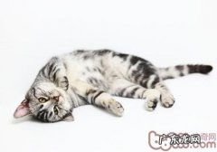 猫咪怎么做到从高空安全掉落