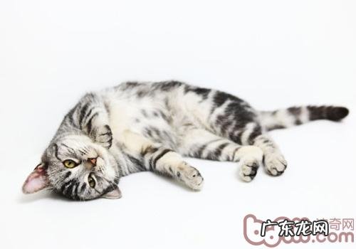 猫咪怎么做到从高空安全掉落