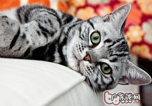 怎么协助肥猫瘦身