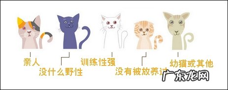 不是每只漂泊猫都合适被圈养