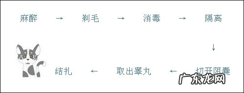 不是每只漂泊猫都合适被圈养