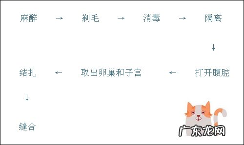 不是每只漂泊猫都合适被圈养