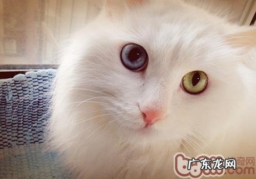 从毛发看猫咪的健康状况怎么