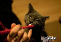 猫咪口腔的护理办法