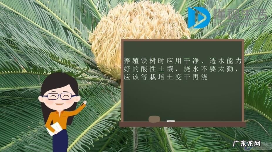 铁树的生长环境和养护? 铁树应该如何养护