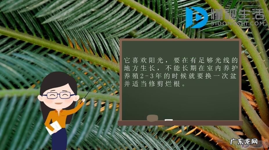铁树的生长环境和养护? 铁树应该如何养护