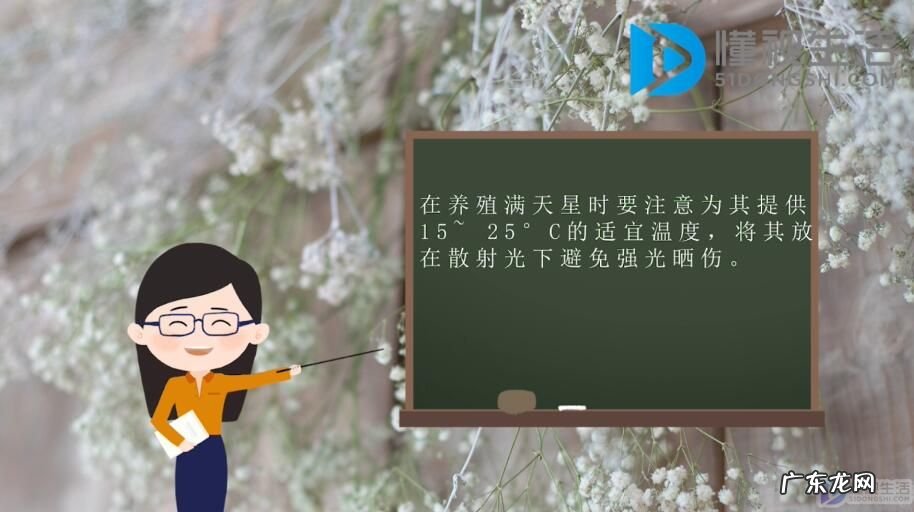 满天星的养殖方法? 满天星的养殖方法是什么