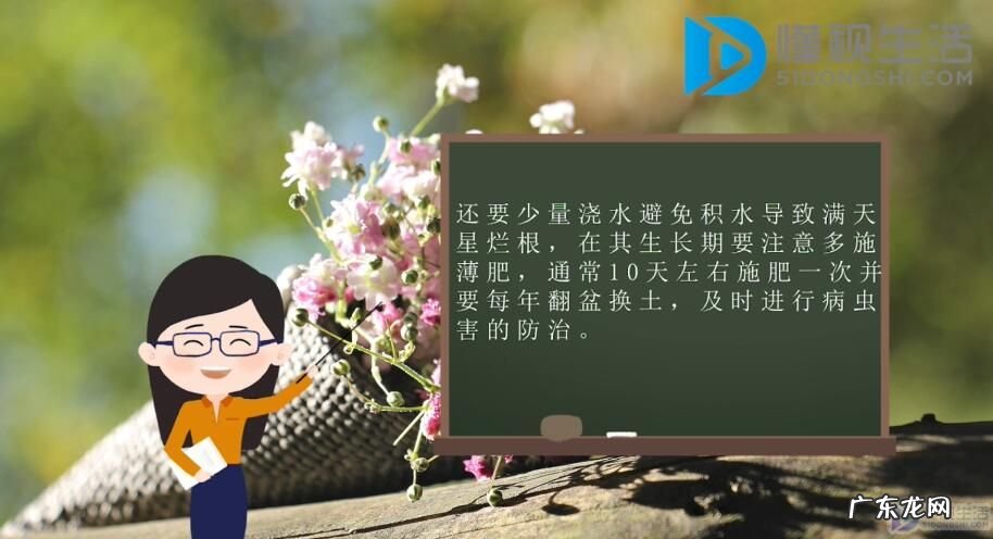 满天星的养殖方法? 满天星的养殖方法是什么