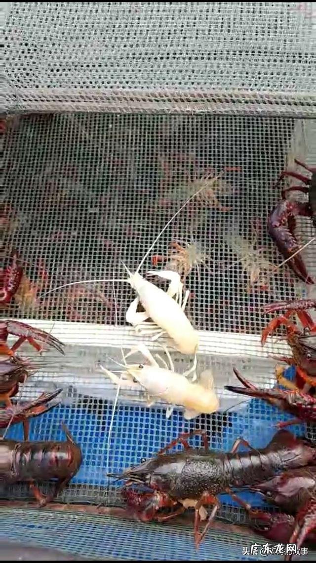 小龙虾养殖过程中,芽孢杆菌和em菌有何异同如何正确使用