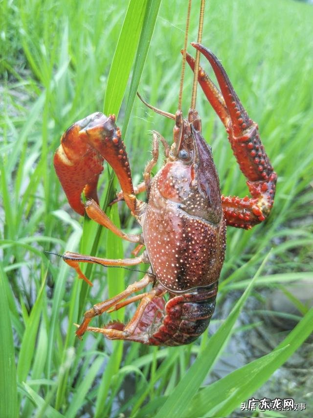 小龙虾养殖过程中,芽孢杆菌和em菌有何异同如何正确使用