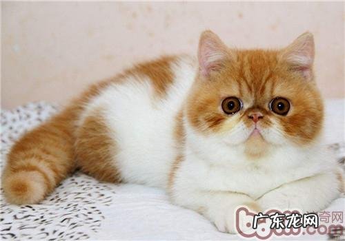 短脸猫眼部护理的办法