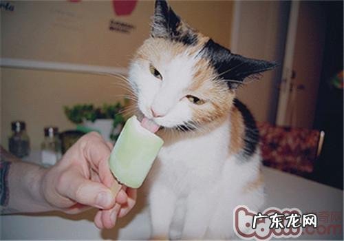 如何为猫咪替换主食