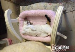 猫不想上厕所的原因剖析