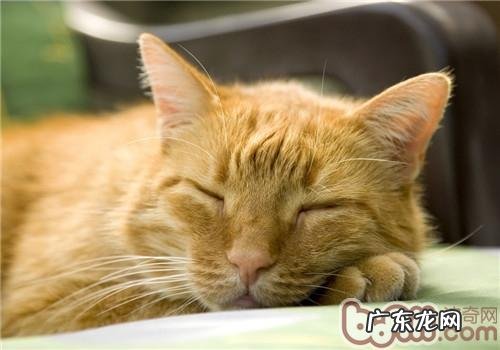 怎么判别猫咪是否开端变老