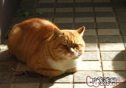 教你读懂幼猫的言语