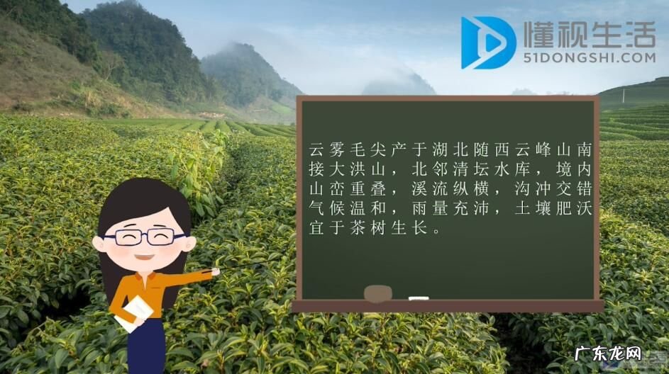 云雾毛尖属于什么茶? 云雾毛尖是绿茶吗