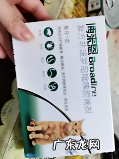 猫咪驱虫药必定要看灭蚤作用,不然后果严重