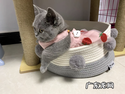 猫咪驱虫药必定要看灭蚤作用,不然后果严重