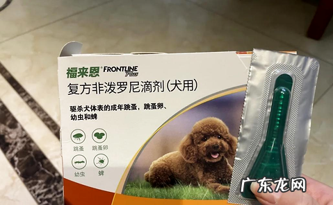 小狗拉肚子吃什么药比较好?宠物医师专业引荐