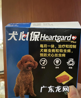 小狗拉肚子吃什么药比较好?宠物医师专业引荐