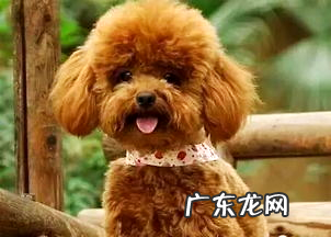 小狗拉肚子吃什么药比较好?宠物医师专业引荐