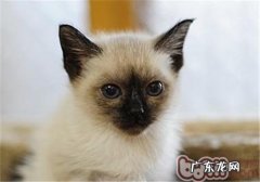 猫咪鼻子和耳部要擦拭