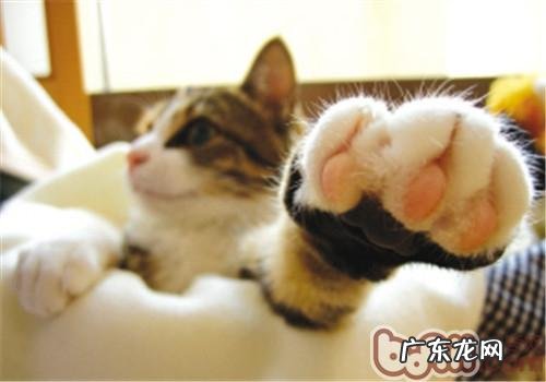 猫咪的脚掌该怎么护理?