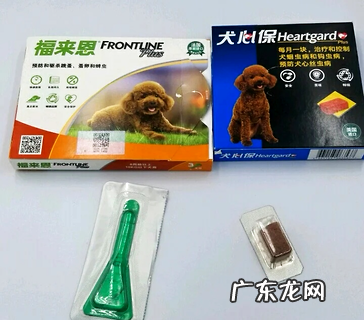 小狗拉肚子怎么办?犬心保黄金搭档