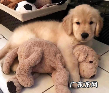 小狗拉肚子怎么办？体内驱虫是要害！