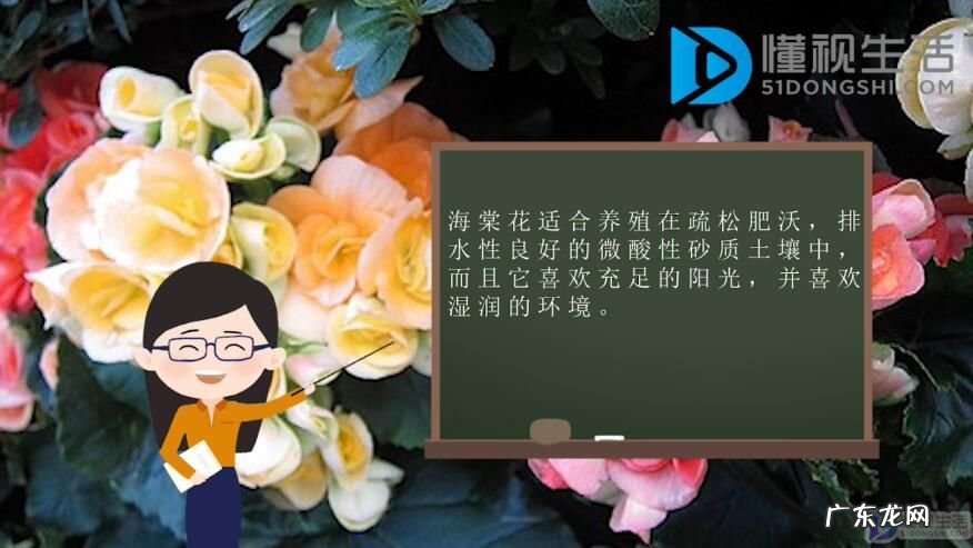 养海棠花需要注意什么？ 海棠花的养殖方法是什么