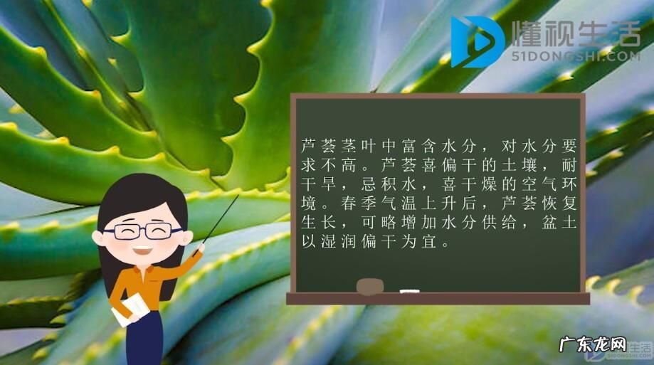芦荟怎么养才能更旺盛? 芦荟的养殖方法是什么