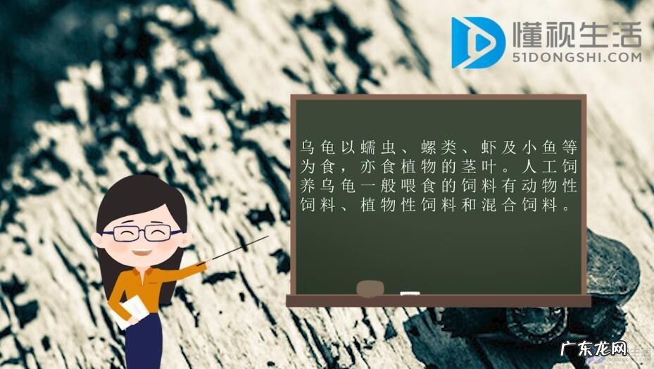 家养乌龟吃什么食物?? 乌龟吃什么食物