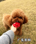 狗拉稀怎么办？你需求知道狗拉稀的原因！