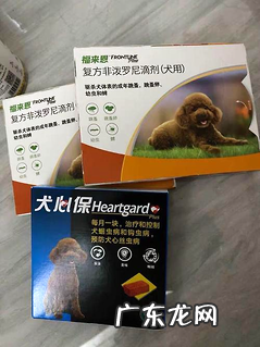 狗拉稀怎么办?你需求知道狗拉稀的原因!