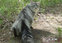 缅因猫寿数有多长？