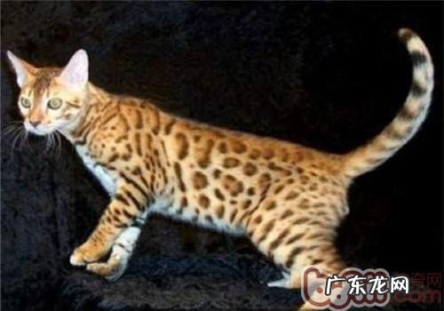 加州闪亮猫形状特征