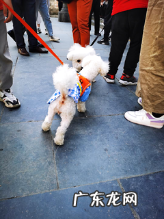 狗狗吐逆怎么回事?狗妈的驱虫心得