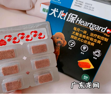 狗狗吐逆怎么回事?狗妈的驱虫心得