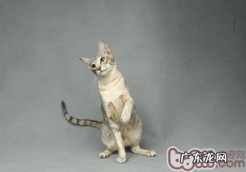 猫咪单独在家都会做些什么